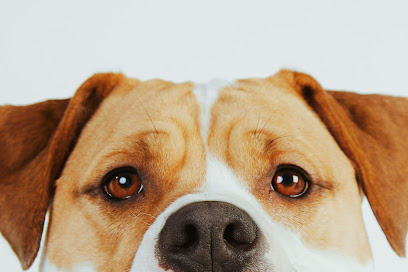 Poochi Studio - Dog Photographer