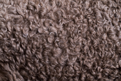 Furtography - Pet Portraits