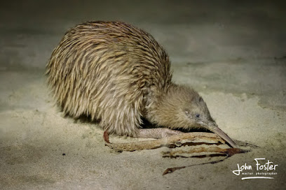 John Foster Photographer