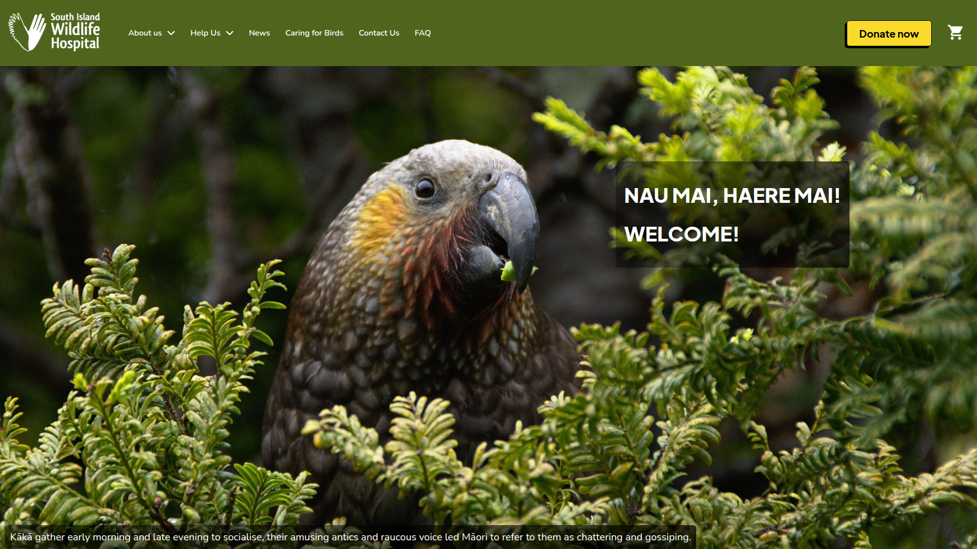 Website snapshot for South Island Wildlife Hospital