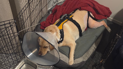Animal Orthopaedics