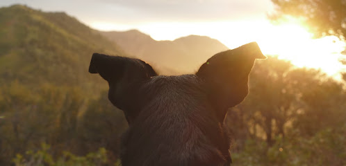 Passing Paws Home Euthanasia
