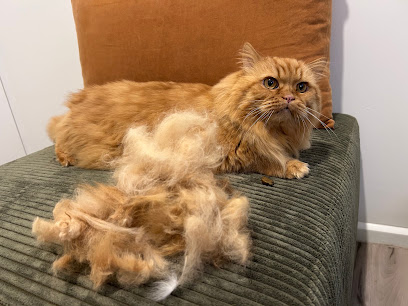 Dear Groomer CHCH