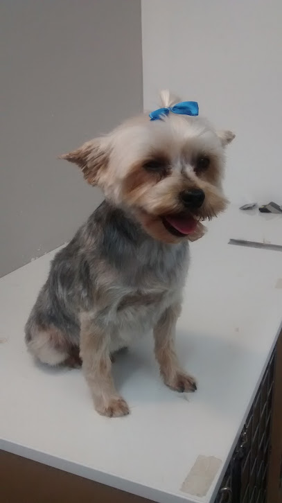 Wicketts Dog Grooming