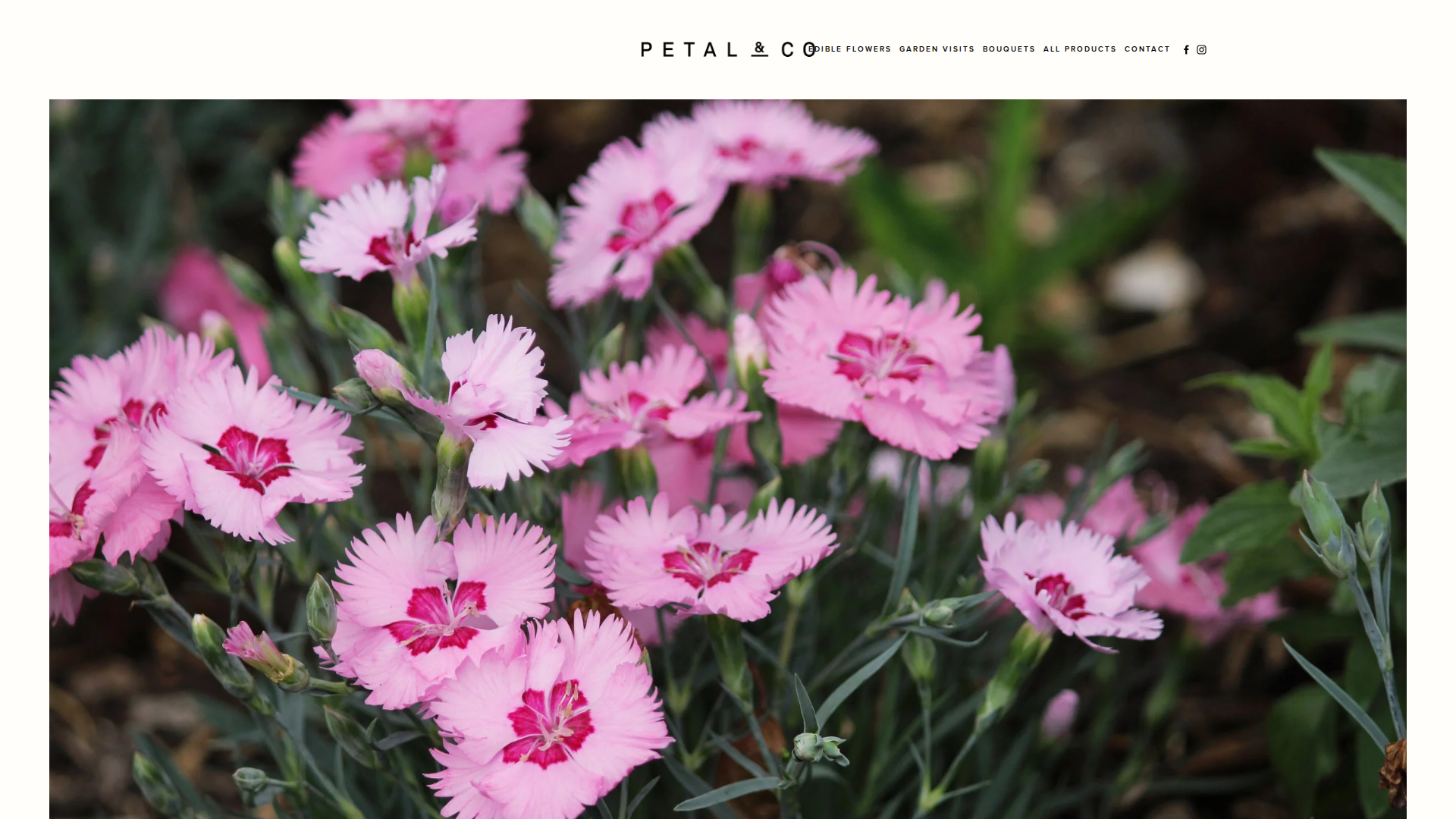 Website snapshot for Petal & Co