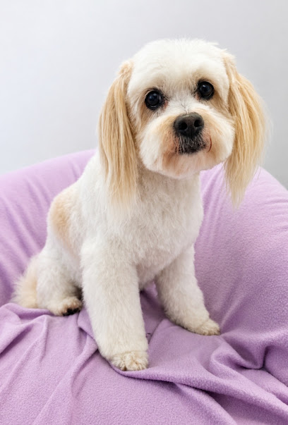Dog Grooming Rangiora