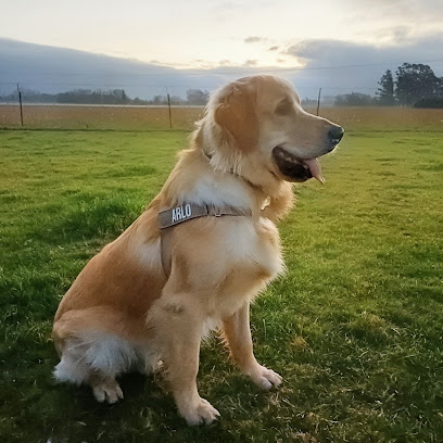 Best Buddies Dog Grooming