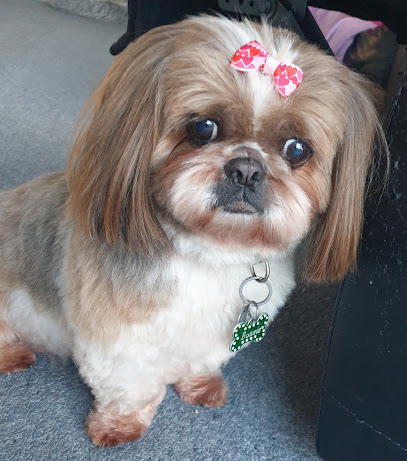 Angels Grooming Parlour