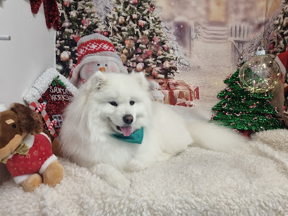 Hocus Pocus Dog Grooming