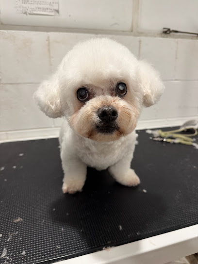 Bella Pet Grooming Salon