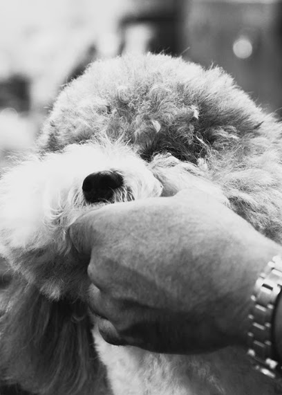 The Dog Groomer