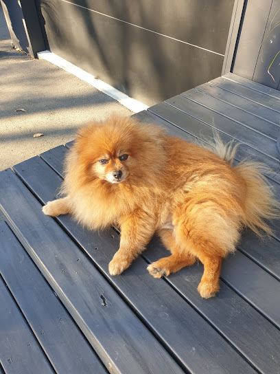 Shear Pawfection Ltd