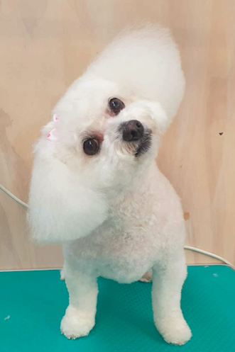 Luxe Doggy Day Spa