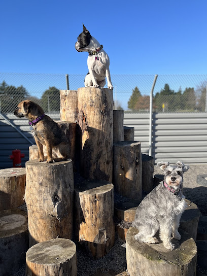 Everything Dog
